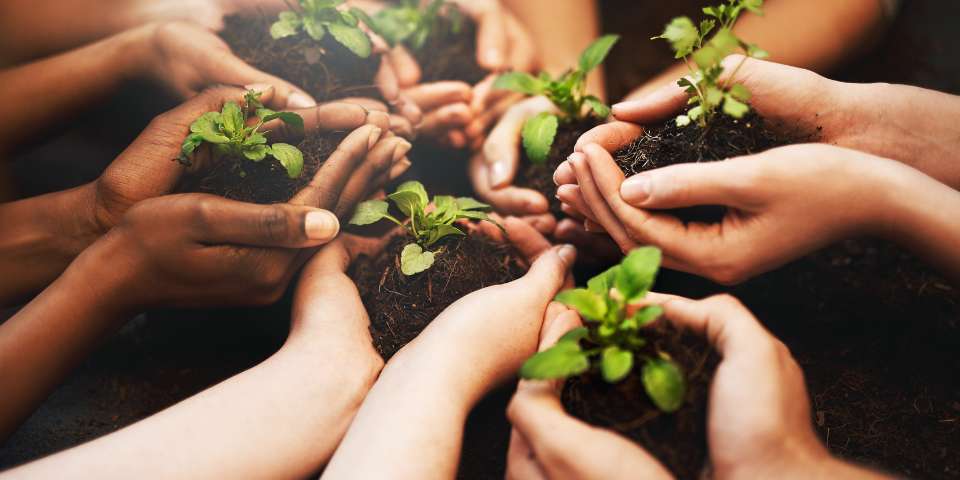 Hands holding plants