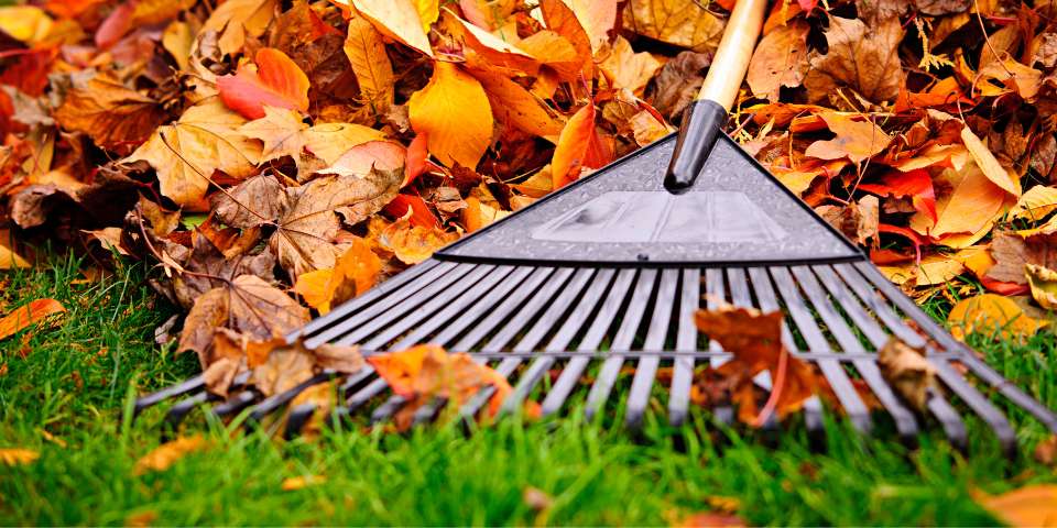 raking leaves