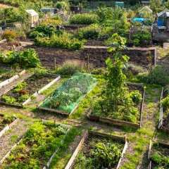 Community garden plot