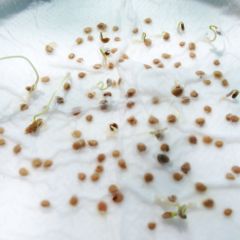 Seed Germination Testing