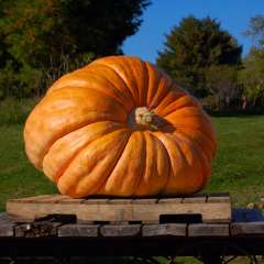 Giant pumpkin