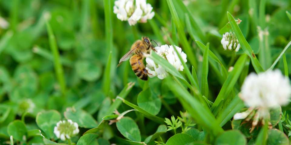 Honeybee on white clover flower