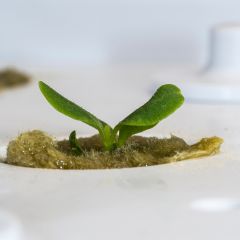 Seedling growing hydroponically