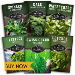 Hydroponic Vegetable Seeds Collection