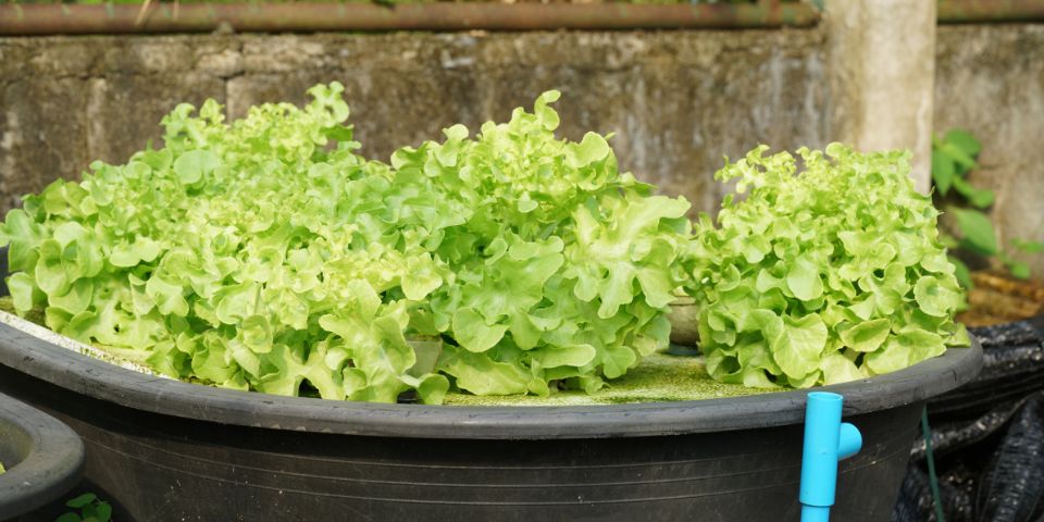 Hydroponic growing system