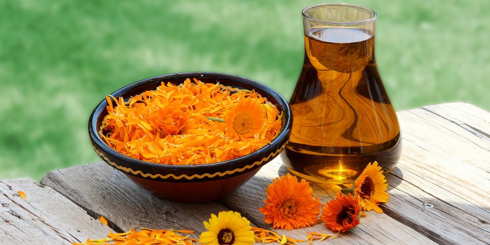 Calendula flowers, dried petals and infused calendula oil