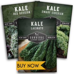 Kale seed collection
