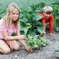 Kids in the garden with squash plants