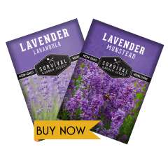 Lavender seeds