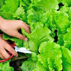 Harvesting leaf lettuce with scissors