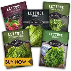 Lettuce seed collection  - 5 packets of lettuce seeds