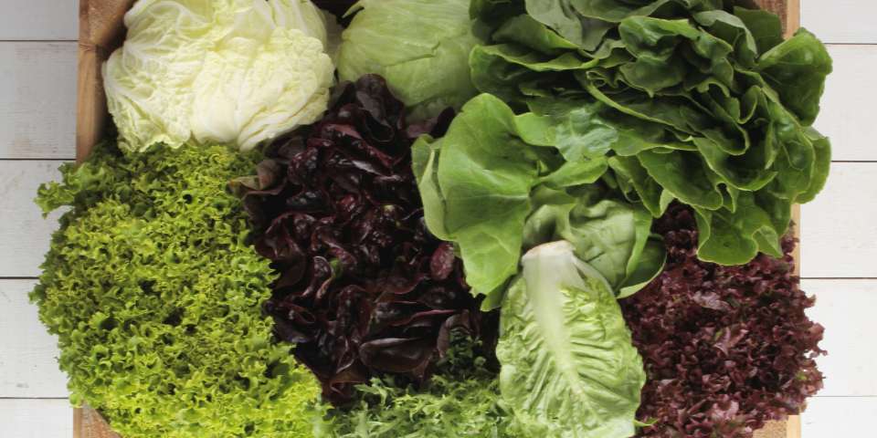 Photo of different types of lettuce including leaf lettuce, iceberg, bibb, red, and cos lettuce