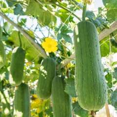 Luffa vine