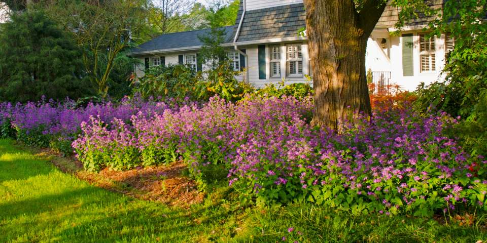 Lunaria flowers in the wild