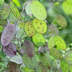 Lunaria seed pods before drying