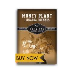 Lunaria (Money Plant) seeds