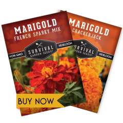 Buy marigold seeds