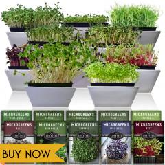 Buy the 10 Microgreens seeds collection