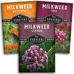 Milkweed seeds