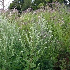 Mugwort Plants