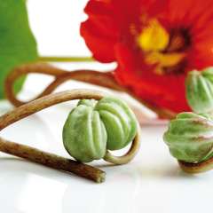 Nasturtium seed