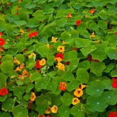 Nasturtium foliage