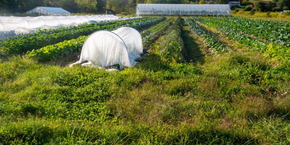 No-till gardening