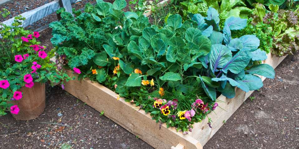 No till raised bed garden