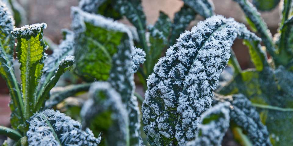 frost on kale