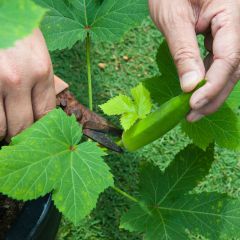 Harvesting okra pods with pruners