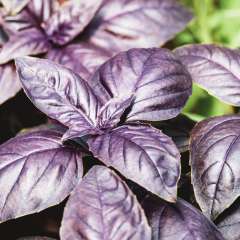 Opal basil plant
