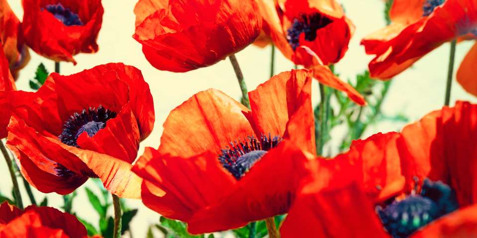 Oriental Poppies