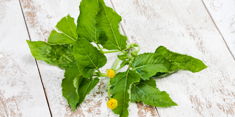 Paracress Leaves and Flowers