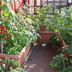 tomato plants growing on a balcony