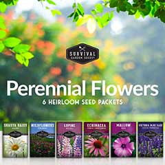 Perennial Flower seed collection