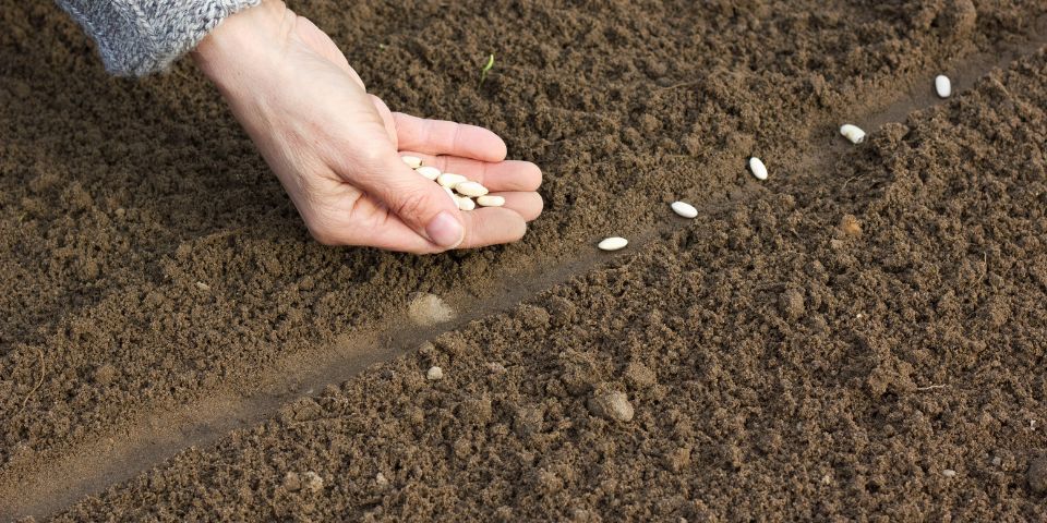 Proper seed storage ensure viability