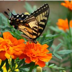 Butterfly on flower