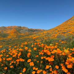 California poppy superbloom with mountains covered by bright orange poppy flowers