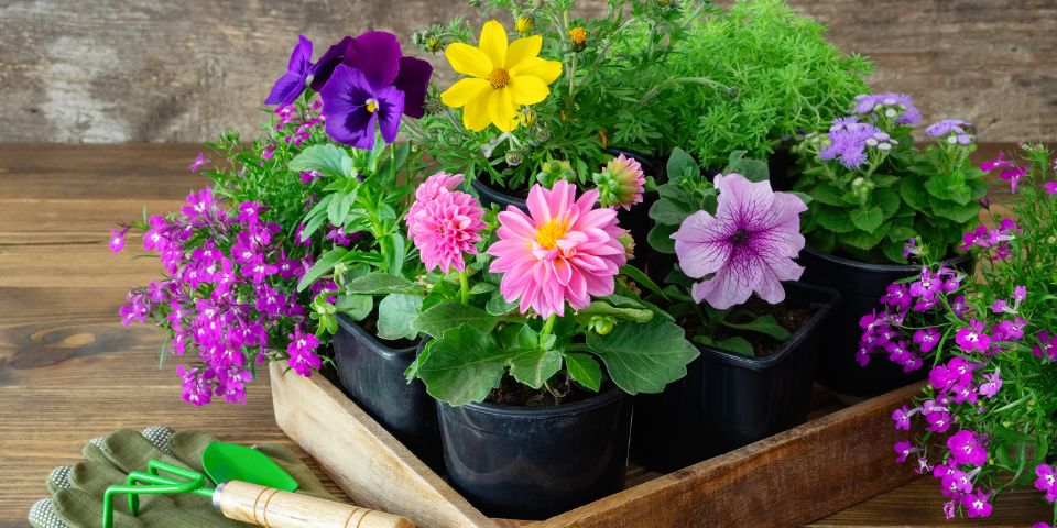 Potted Flowers