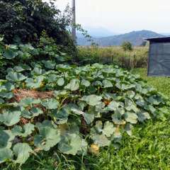 pumpkin vines growing in a compost pile