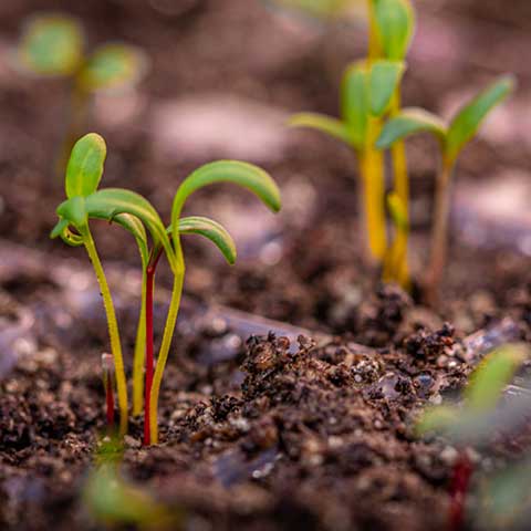 Rainbow Swiss Chard