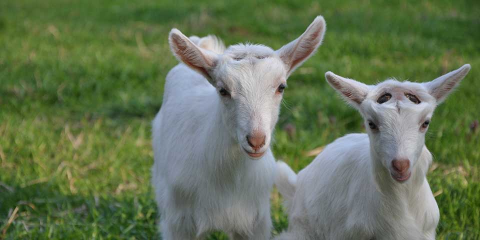 Southern Natural goats