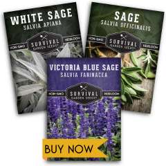 Buy Sage seeds