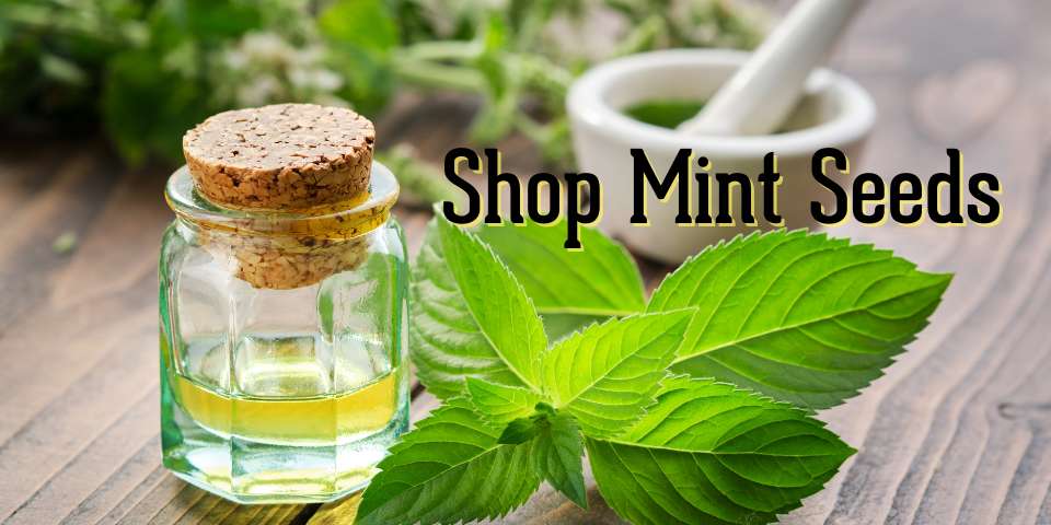 Buy mint seeds