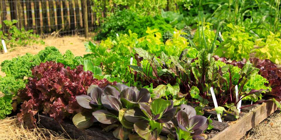 Early spring garden vegetables