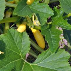 Squash seeds