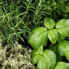 Summer herbs basil, rosemary, oregano