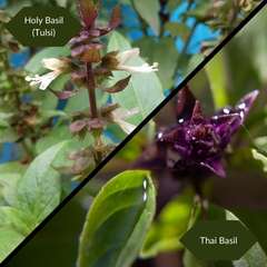 Thai and Holy Basil