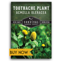 Toothache Plant Seeds