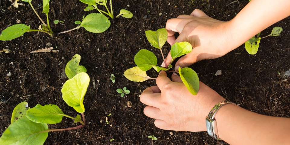 transplanting seedlings